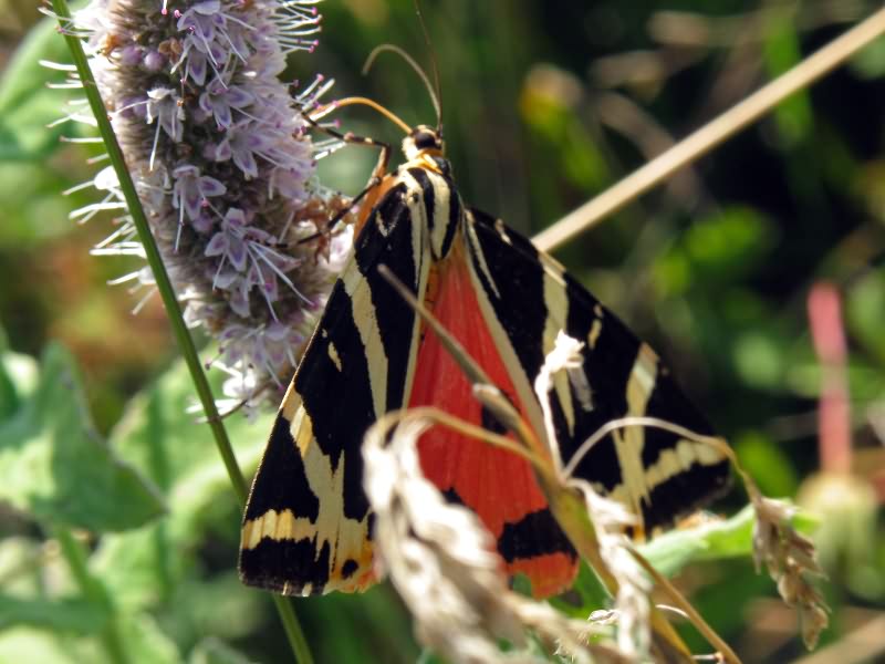 Euplagia quadripunctaria (Poda, 1761)